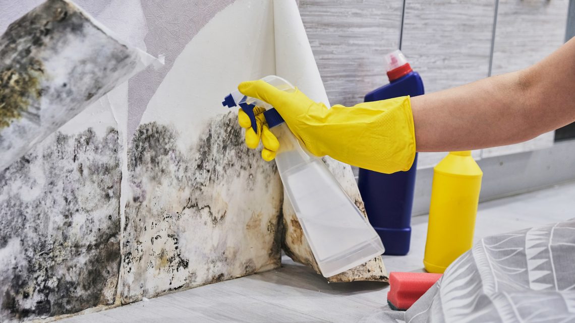 What Does Mold Need to Grow